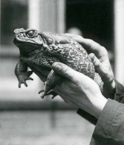 Eine Riesenrohrkröte wird in den Händen ihres Pflegers gehalten, Londoner Zoo, August 1923 von Frederick William Bond